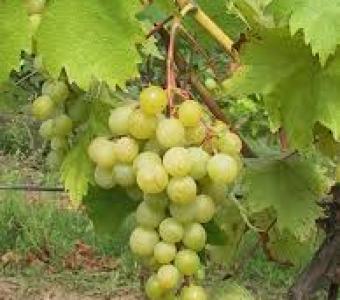 Winorośl Johanniter - żółta późna przerobowa - Vitis