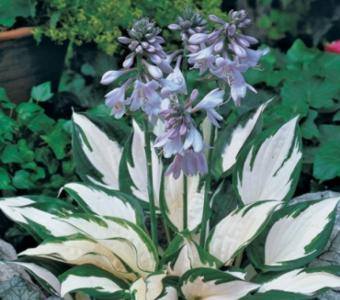 Hosta Funkia Fire&Ice 26
