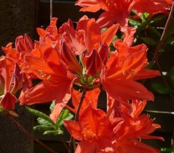 Azalia wielkokwiatowa Rhododendron Fireball 26