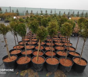 Tuja Szmaragd  formowana kula na nodze 50-80cm