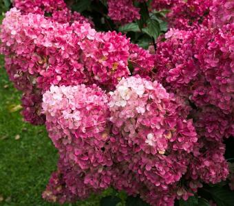 Hortensja bukietowa Hydragea Fraise Melba XL