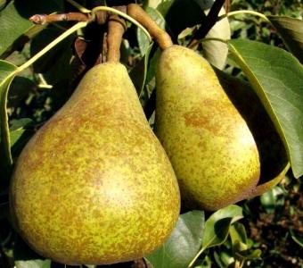 Grusza Generel Lecrerc