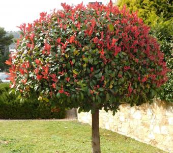 Głogownik frasera Little Red Rubin - Na pniu 70-120 cm