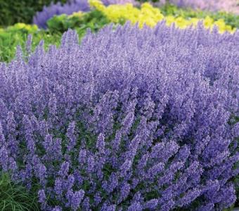 Kocimiętka groniasta Grog -   Nepeta racemosa