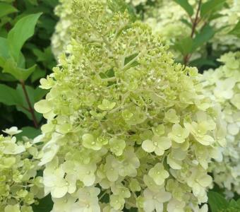 Hortensja bukietowa Hercules - Na pniu 60cm 