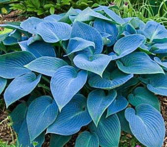 Hosta Funkia  Fragant Blue