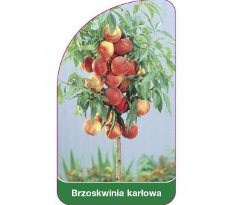  Brzoskwinia Honey Gold MINI Karłowa