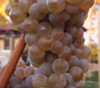 Winorośl Hibernal - żółta Późna przerobowa - Vitis