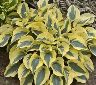  Hosta Funkia Autumn Frost