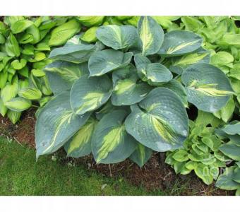 Hosta Funkia Dream Queen 26