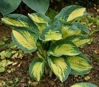 Hosta Funkia Great Expectation 26