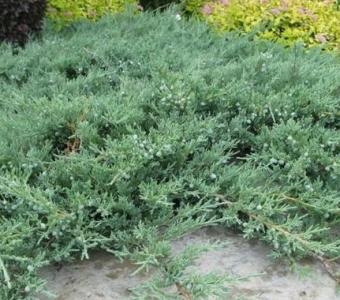 Jałowiec płożący Blue Chip - Juniperus squamata