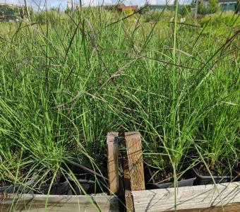 Muhlenbergia Przyostnica włosowata