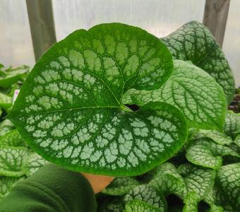 Brunnera wielkolistna Sea Heart