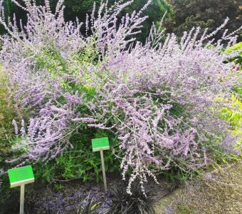 Perowskia łobodolistna- Szałwia rosyjska Russian Sage
