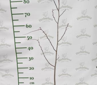 Akacja - Robinia akacjowa - Miododajna