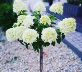 Hortensja bukietowa Limelight Hydragea pan.- Na pniu 70cm 