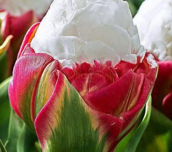 Tulipany - Mix odmian - cebulki 12+
