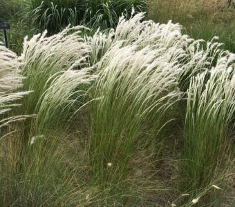 Ostnica Peruwiańska Ichu -  Stipa ichu