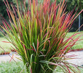 Imperata Cylindryczna Red Baron - Imperata cylindrica 