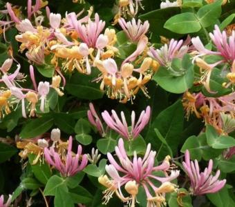 Wiciokrzew Lonicera caprifolium Inga - pachnący
