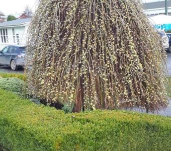 Wierzba Iwa Pendula -  Szczepiona 120-150cm