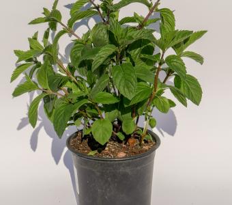 Mięta Kentacky Spearmint