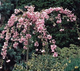 Wiśnia japońska (Prunus serrulata) KIKU SHIDARE - Na pniu