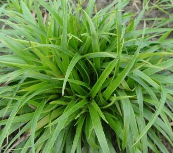 Kosmatka olbrzymia Starmaker
