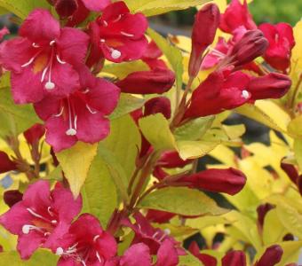 Krzewuszka cudowna Olympiade - Weigela
