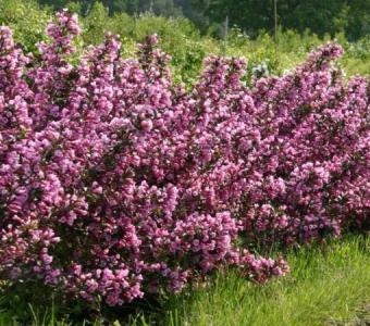 Krzewuszka cudowna Weigela Victoria