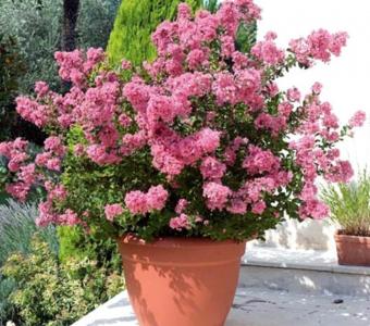 Lagestremia Petite Pink 26