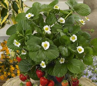 Truskawka powtarzająca kępiasta Fragaria Loran White