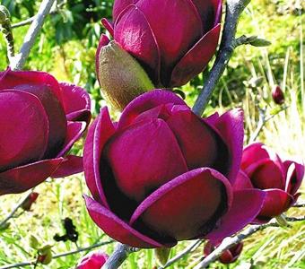 Magnolia Gennie - Powtarzające kwitnienie