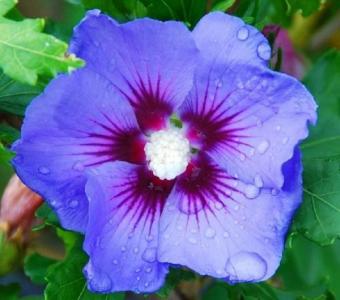  Hibiskus syryjski - Ketmia Marina