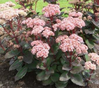 Rozchodnik karpacki Sedum spectabile MATRONA