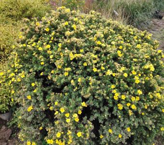Pięciornik krzewiasty żółty Goldstar - Potentilla fruticosa