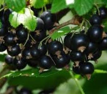 Porzeczka czarna Titania - Pienna Szczepiona Na pniu