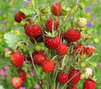 Poziomka deserowa bezrozłogowa Regina - Fragaria