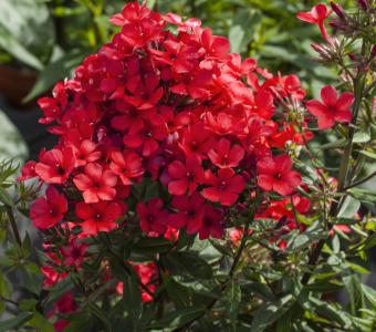 Floks Płomyk wiechowary Flame® Red
