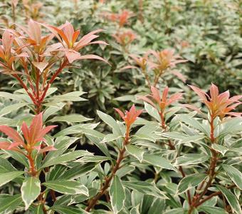 Pieris japoński Variegata