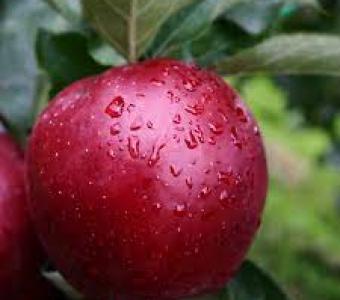 Jabłoń Red Jonaprince - Duży owoc deserowy