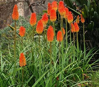  Trytoma groniasta Kniphofia Royal standard