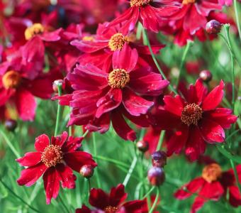 Nachyłek okółkowy Ruby Red - Coreopsis verticilata