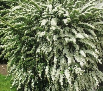 Tawuła nippońska Snowmound -Spiraea nipponica 