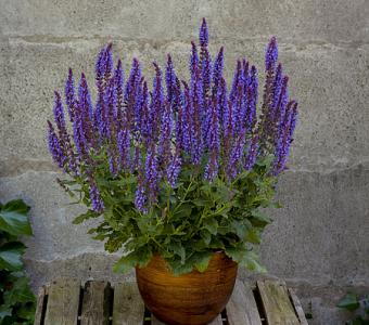 Szałwia omszona Blue Bouquetta - Niska 26