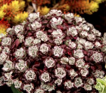 Rozchodnik łopatkowaty Purpureum -  Skalniak 26