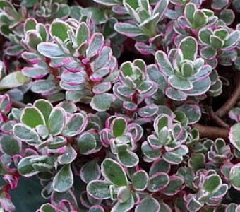 Rozchodnik kaukaski Tricolor -  Sedum spurium
