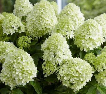 Hortensja bukietowa Skyfall - Na pniu 60cm  