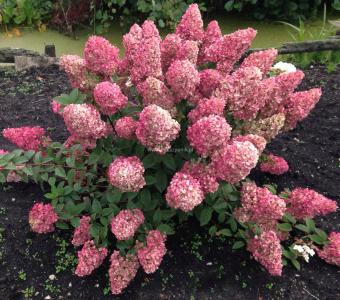 Hortensja bukietowa Sundle Fraise 26